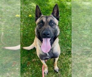 German Shepherd Dog-Unknown Mix Dogs for adoption in Sacramento, CA, USA