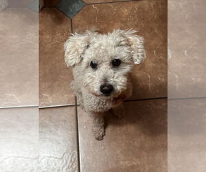 Poodle (Miniature)-Unknown Mix Dogs for adoption in Polson, MT, USA