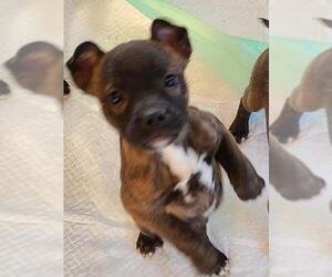 Boston Terrier-German Shepherd Dog Mix Dogs for adoption in Wilmington, DE, USA