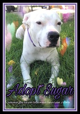 Bullypit Dogs for adoption in Blaine, MN, USA