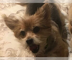 Pomeranian-Unknown Mix Dogs for adoption in Spring, TX, USA