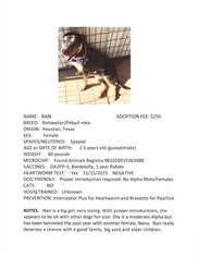 Rottweiler-Unknown Mix Dogs for adoption in wellington, CO, USA