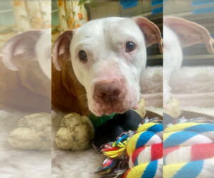 American Pit Bull Terrier-Staffordshire Bull Terrier Mix Dogs for adoption in Raleigh, NC, USA