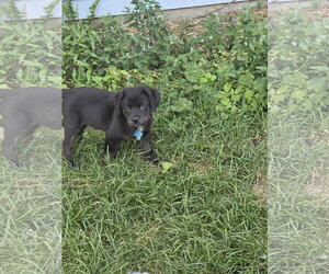 Mutt Dogs for adoption in Plainfield, IL, USA