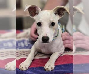 Mutt Dogs for adoption in Lodi, CA, USA