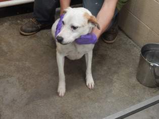 American Pit Bull Terrier Dogs for adoption in Pikeville, KY, USA