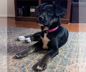 Basenji-German Shepherd Dog Mix Dogs for adoption in Newnan, GA, USA