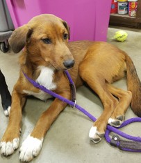 Sheprador Dogs for adoption in Amarillo, TX, USA
