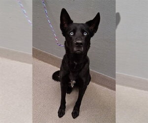 Siberian Husky-Unknown Mix Dogs for adoption in Las Vegas, NV, USA