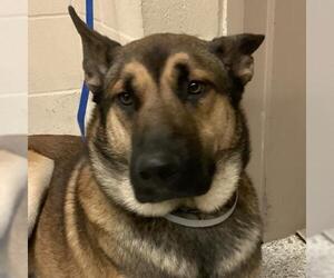 German Shepherd Dog Dogs for adoption in Conroe, TX, USA