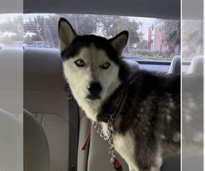 - Mix Dogs for adoption in Pearland, TX, USA