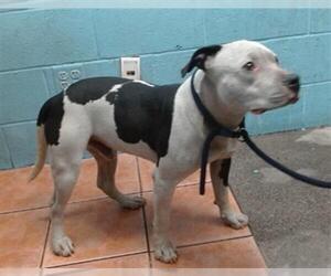 American Pit Bull Terrier Dogs for adoption in Downey, CA, USA