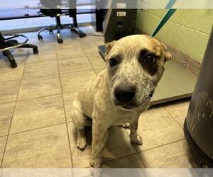 Mutt Dogs for adoption in Grand Prairie, TX, USA