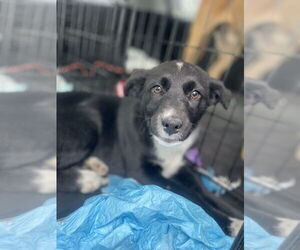 Huskies -Unknown Mix Dogs for adoption in Brooklyn, NY, USA