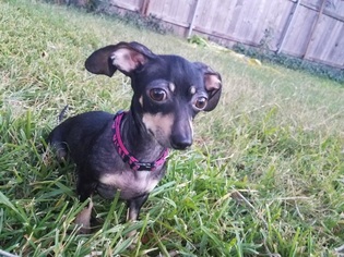 Medium Photo #1 Dachshund-Unknown Mix Puppy For Sale in Pearland, TX, USA