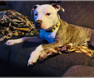 American Pit Bull Terrier-Unknown Mix Dogs for adoption in Princeton, MN, USA