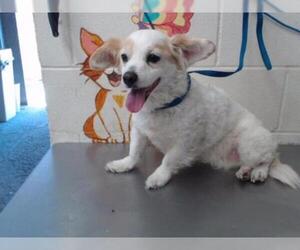 Chion Dogs for adoption in San Bernardino, CA, USA
