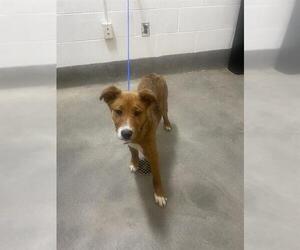 American Pit Bull Terrier-Plott Hound Mix Dogs for adoption in Forestville, MD, USA