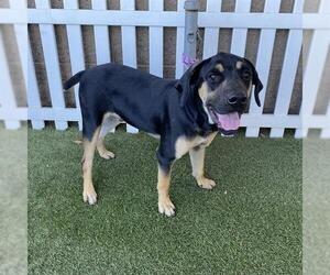 Rottweiler-Unknown Mix Dogs for adoption in Modesto, CA, USA