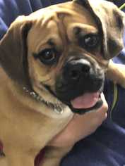 Bulldog Dogs for adoption in Mundelein, IL, USA