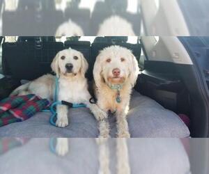 Miniature Labradoodle Dogs for adoption in Sandy, UT, USA