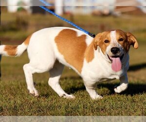 Cavalier King Charles Spaniel-Unknown Mix Dogs for adoption in Grasswood, Saskatchewan, Canada