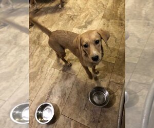Beagle-Feist Terrier Mix Dogs for adoption in Scottsboro, AL, USA