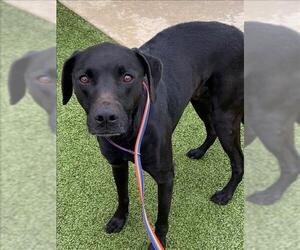 Labrador Retriever-Unknown Mix Dogs for adoption in Fayetteville, NC, USA