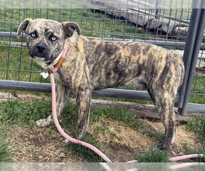 Mutt Dogs for adoption in Pueblo, CO, USA