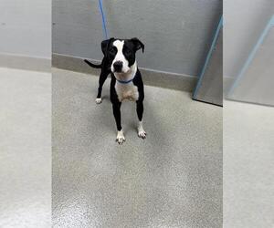 Mutt Dogs for adoption in Las Vegas, NV, USA