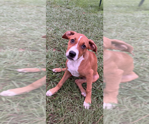 Mutt Dogs for adoption in Conway, AR, USA