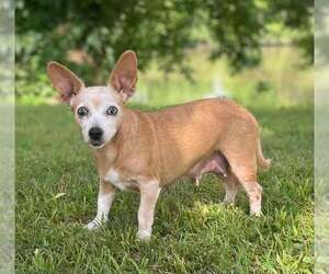 Chihuahua-Unknown Mix Dogs for adoption in Prattville, AL, USA