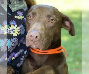Labrador Retriever Dogs for adoption in Fairfax, VA, USA
