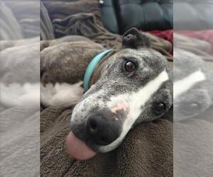 Boxer-Unknown Mix Dogs for adoption in Derwood, MD, USA