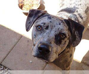 Catahoula Leopard Dog-Unknown Mix Dogs for adoption in Athens, AL, USA