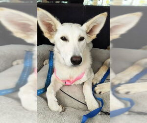 German Shepherd Dog Dogs for adoption in Kansas City, MO, USA