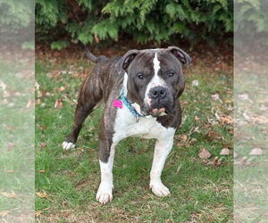 American Bulldog-Unknown Mix Dogs for adoption in Spring Lake, NJ, USA