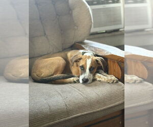 Mutt Dogs for adoption in Evansville, IN, USA