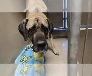 Mastiff Dogs for adoption in Riverside, CA, USA