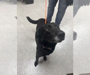 Labrador Retriever-Unknown Mix Dogs for adoption in Pasadena, TX, USA