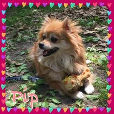Pomeranian-Unknown Mix Dogs for adoption in Medford, NJ, USA