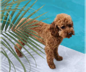 Poodle (Miniature) Dogs for adoption in Seaford, DE, USA