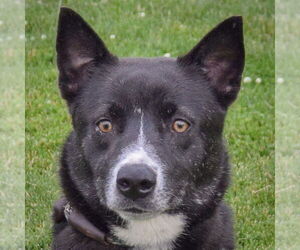 Collie-Unknown Mix Dogs for adoption in Huntley, IL, USA