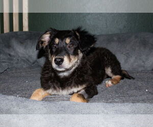 Australian Shepherd-Unknown Mix Dogs for adoption in Phoenix, AZ, USA