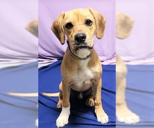 Puggle Dogs for adoption in Genesee, WI, USA
