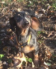 Dachshund Dogs for adoption in Holden, MO, USA