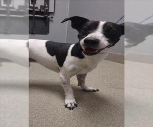 Mutt Dogs for adoption in Las Vegas, NV, USA