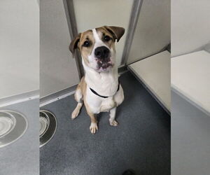 American Pit Bull Terrier-Unknown Mix Dogs for adoption in Glen Allen, VA, USA