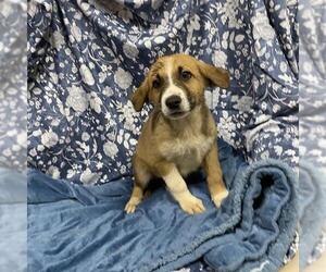 Siberian Husky-Unknown Mix Dogs for adoption in Modesto, CA, USA