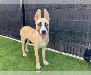 German Shepherd Dog-Siberian Husky Mix Dogs for adoption in Orange, CA, USA